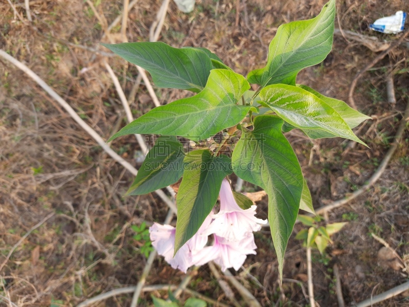 甘薯,枝繁叶茂,色彩鲜艳,植物,自然荒野区,户外,印度,园艺,花