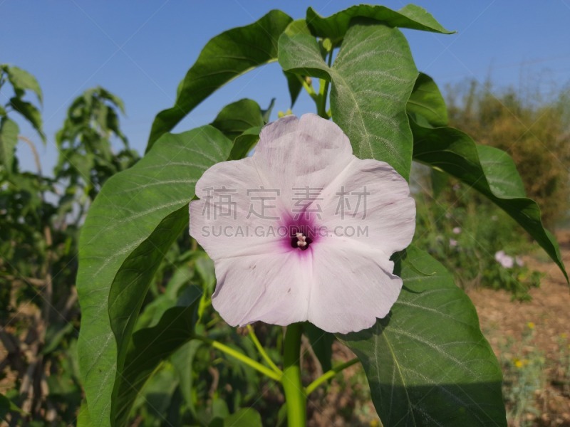 甘薯,枝繁叶茂,色彩鲜艳,植物,自然荒野区,户外,印度,园艺,花