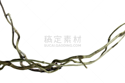 白色背景,藤蔓植物,根部,古老的,巨大的,背景分离,边框,花纹,枝,木制