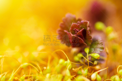 小的,春天,大特写,组物体,苔藓,仅一朵花,黄金,光,湿,摄影