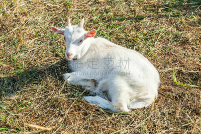 家山羊,食草,山羊,牧场,牛奶,自然,可爱的,农场,幼小动物,咀嚼