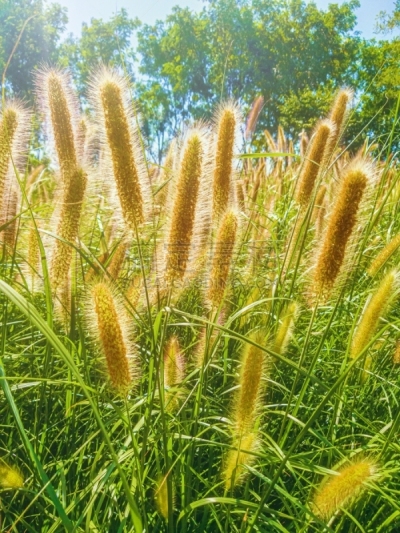 喷泉草,草,日光,翎毛,教会,柔和,摄影,日落,逆光