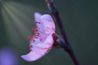 大特写,桃花,瑞典,暗色,纯净,背景分离,热情,黄昏,品红色,树荫