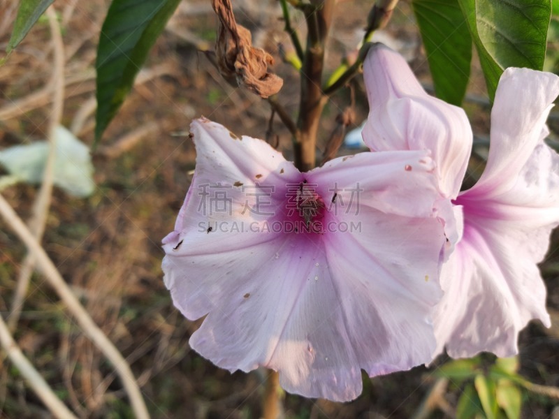 甘薯,枝繁叶茂,色彩鲜艳,植物,自然荒野区,户外,印度,园艺,花