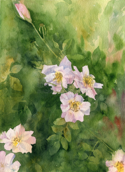 粉色,花朵,水彩画,铅笔画,植物园,水彩颜料,农业,水彩画颜料,景观设计,复古风格