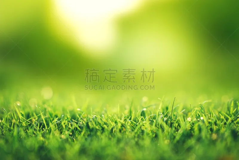 春天 特写 绿色 背景 自然 田地 日光 草 概念 草坪图片素材下载 稿定素材 春天 特写 绿色 背景 自然 田地 日光 草 概念 草坪图片素材下载 稿定素材