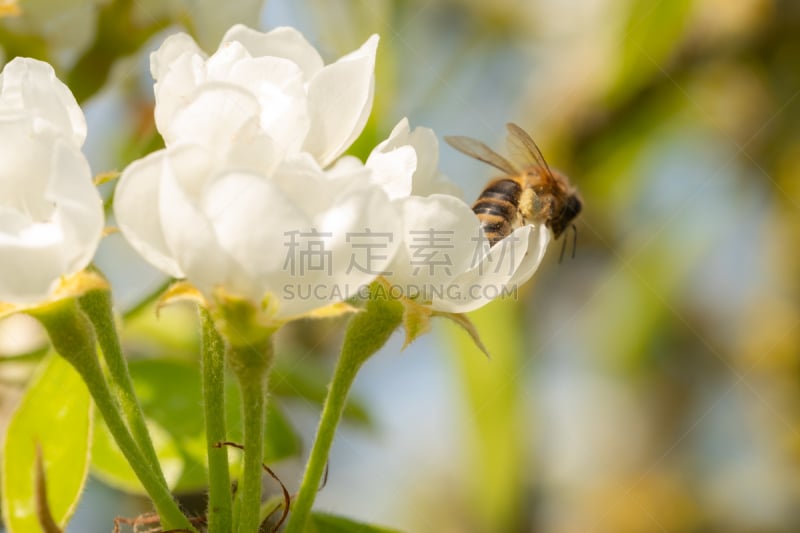 蜜蜂,花粉,梨树,野生植物,大口袋,新的,看,浅的,前景聚焦,农业