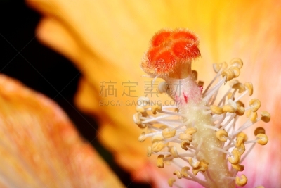 雄蕊,体育活动,木槿属,柱头,活力,气候,华丽的,花