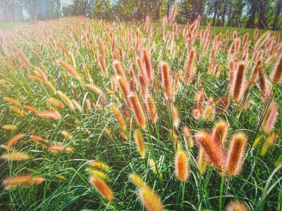 喷泉草,草,日光,翎毛,教会,柔和,摄影,日落,逆光