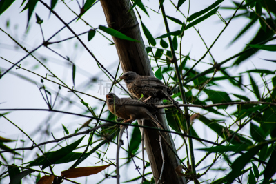 Babbler,热带雨林,印度次大陆,家庭,热带气候,动物,园林,植物,自然荒野区,发现