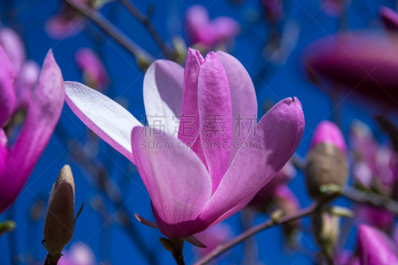 玉兰类,粉色,实时,山茱萸,天空,美,水平画幅,无人,特写,现代