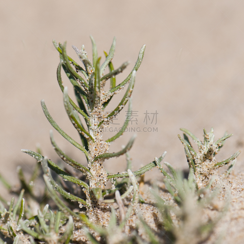 沙子,植物,朗德,比拉沙丘,与卡普费雷,米色,阿基坦地区,诺曼底,吉伦特省,留白