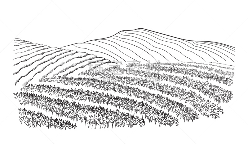 地形,茶树,墨水和刷子,钢笔画,速写本,铅笔画,四元素,天空,绘画插图,古典式