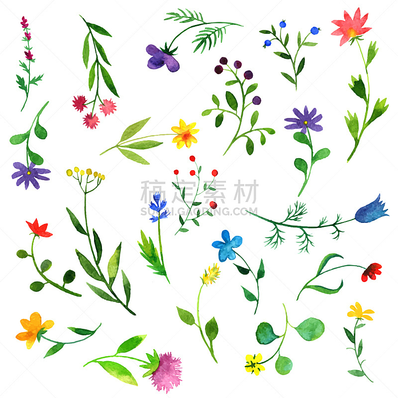 矢量,乱画,植物群,水彩画,绘画插图,草,图形打印,彩色图片,环境,植物学