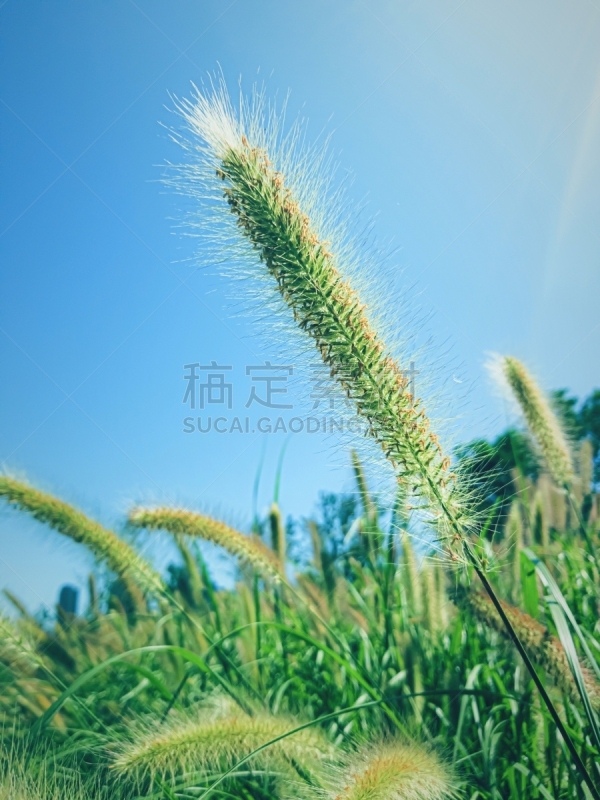 夏天,喷泉草,农业,公园,枝繁叶茂,草,狼尾草,植物,晴朗