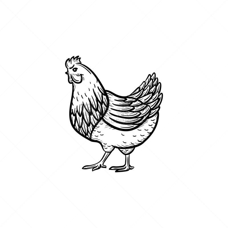 图标,草图,鸡肉,动物手,农业,背景分离,鸡肉玉米饼,白肉,动物,鸟类