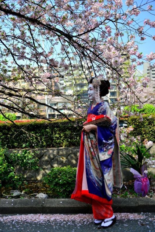 A Japanese woman in maiko’s costume and hairstyle is enjoying the roadside cherry blossom in full bloom on the bank of Kamo River, Kyoto. She wears traditional kimono and her hair is elaborately decorated with seasonal hairpins. 
The main jobs for maiko a