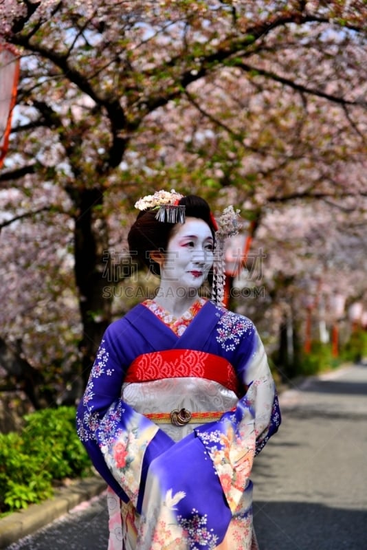 A Japanese woman in maiko’s costume and hairstyle is enjoying the roadside cherry blossom in full bloom on the bank of Kamo River, Kyoto. She wears traditional kimono and her hair is elaborately decorated with seasonal hairpins. 
The main jobs for maiko a