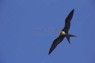 自然美,宁静,军舰鸟,动物头,自由,野生动物,环境,翅膀,鹪鹩,北美歌雀