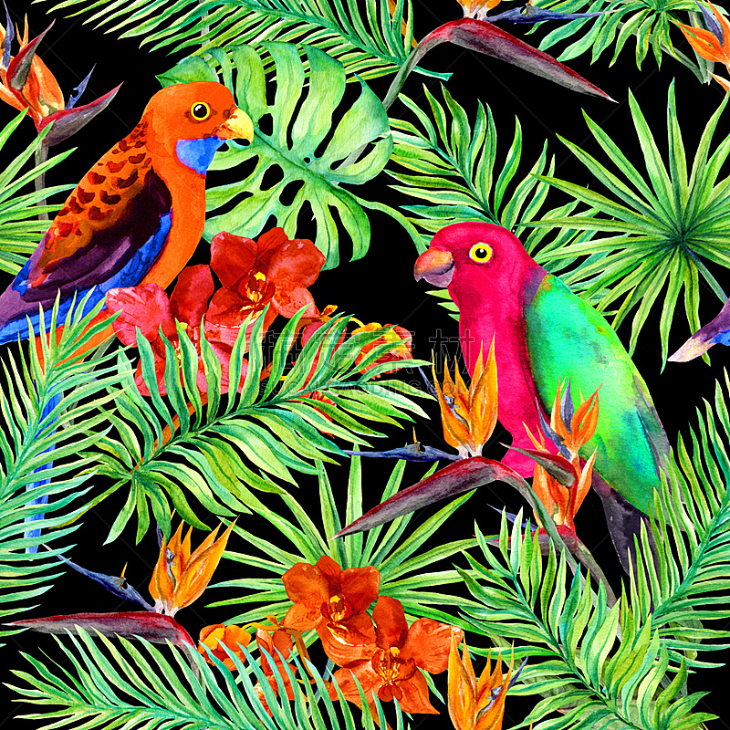 热带的花,鹦鹉,鸟类,叶子,式样,鸡尾酒,水彩画,热带雨林,黑色背景,绘画插图