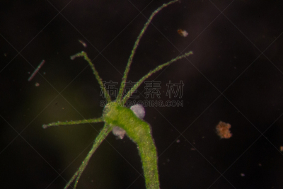显微镜,刺胞动物,水熄虫,水蛭,动物,小的,清新,教室,水彩画颜料,教育