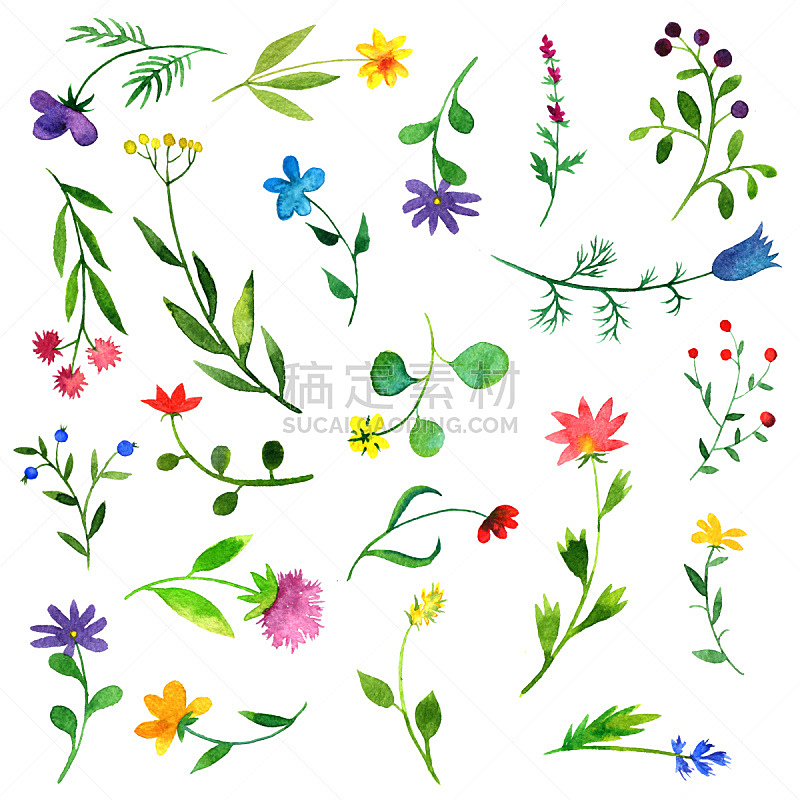 乱画,植物群,水彩画,绘画插图,草,图形打印,彩色图片,环境,植物学,花头