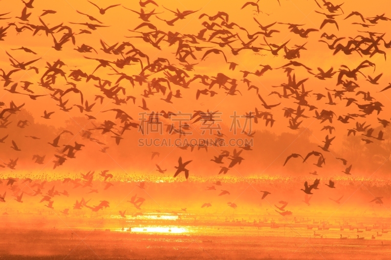 早晨,izunuma,水,天空,水平画幅,无人,鸟类,野外动物,沼泽,户外
