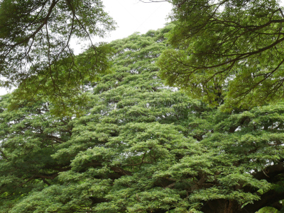 山毛榉树,巨大的,活力,热带气候,泰国,树荫,树干,自然荒野区,户外,雨林