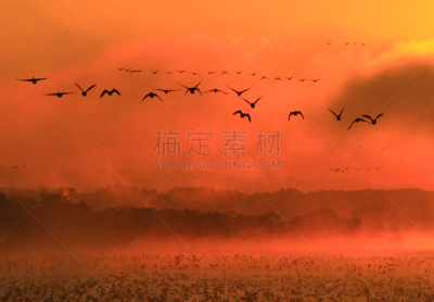 沼泽,长春花属,水,水平画幅,无人,鸟类,早晨,水库,户外,水禽