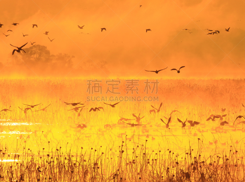 早晨,izunuma,水,天空,水平画幅,无人,鸟类,野外动物,沼泽,户外