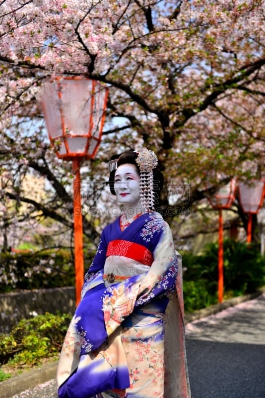 A Japanese woman in maiko’s costume and hairstyle is enjoying the roadside cherry blossom in full bloom on the bank of Kamo River, Kyoto. She wears traditional kimono and her hair is elaborately decorated with seasonal hairpins. 
The main jobs for maiko a