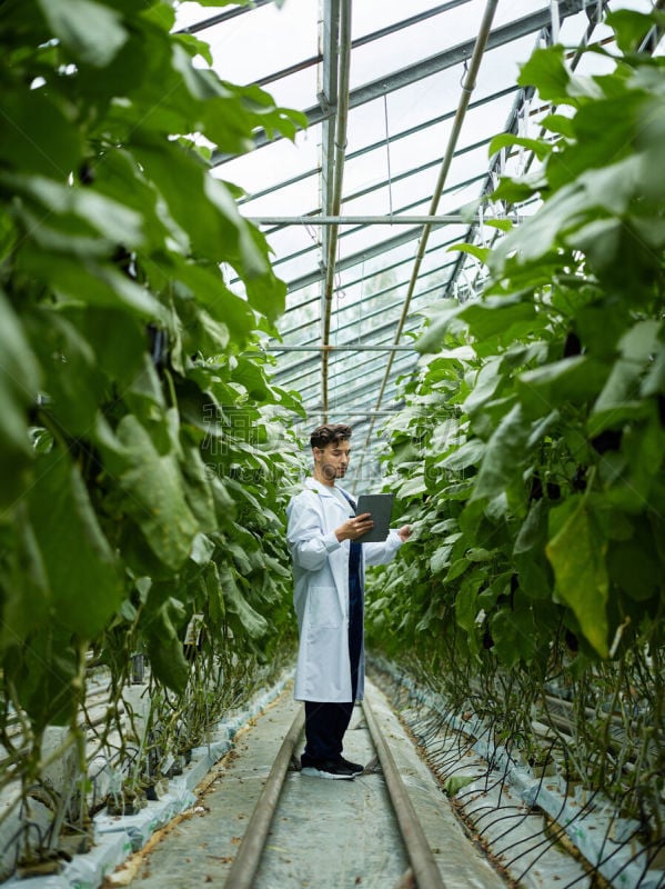 男人,温室,栽培植物,植物群,垂直画幅,留白,外套,生物学家,科学实验,透视图