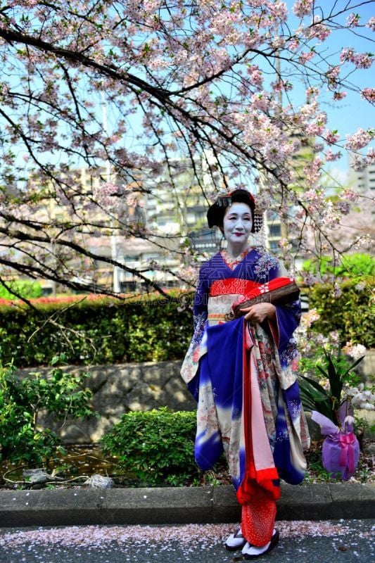 A Japanese woman in maiko’s costume and hairstyle is enjoying the roadside cherry blossom in full bloom on the bank of Kamo River, Kyoto. She wears traditional kimono and her hair is elaborately decorated with seasonal hairpins. 
The main jobs for maiko a