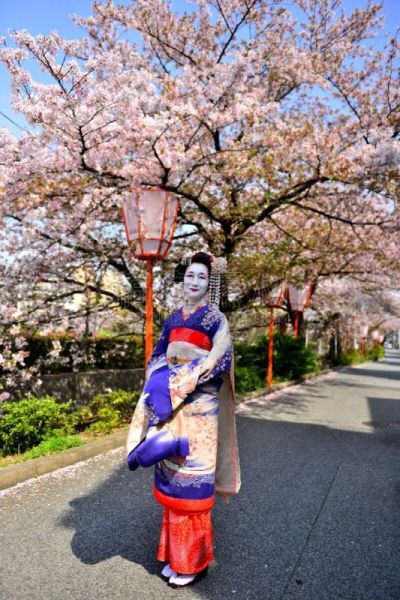 A Japanese woman in maiko’s costume and hairstyle is enjoying the roadside cherry blossom in full bloom on the bank of Kamo River, Kyoto. She wears traditional kimono and her hair is elaborately decorated with seasonal hairpins. 
The main jobs for maiko a