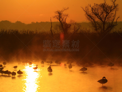 黎明,湿地,环境,云,水面,自然美,宫城县栗原市,鸟类,丘陵鹅,湖