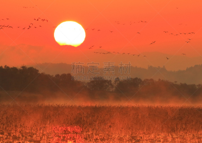 早晨,izunuma,水,天空,水平画幅,无人,鸟类,野外动物,沼泽,户外