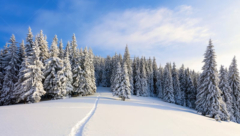 雪,冬天,地形,霜,宏伟,小路,动物毛,宽的,冒险,树