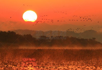早晨,izunuma,水,天空,水平画幅,无人,鸟类,野外动物,沼泽,户外