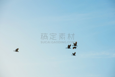 天空,领导能力,鸟类,铅,蓝色背景,鸟编队飞行,羊群,留白,一只动物