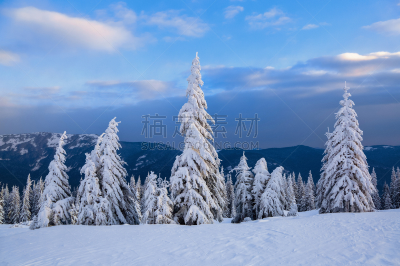 雪,草坪,冬天,雪花,霜,纹理,杉树,尼斯,公亩,梦想