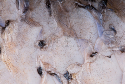 鱼类,纹理效果,动物皮,淡水,比例,人工饲养动物,食品,摩尔多瓦共和国,动物,湖