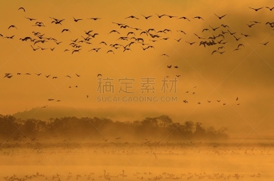 沼泽,长春花属,水,水平画幅,无人,鸟类,早晨,水库,户外,水禽