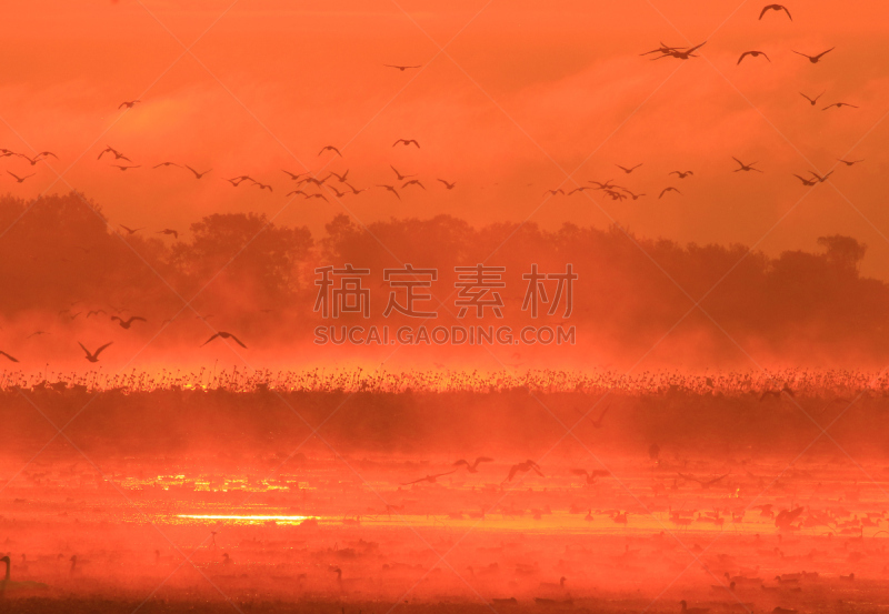 早晨,izunuma,水,天空,水平画幅,无人,鸟类,野外动物,沼泽,户外
