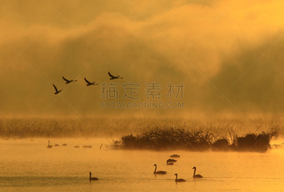 黎明,湿地,环境,云,水面,自然美,宫城县栗原市,鸟类,丘陵鹅,湖
