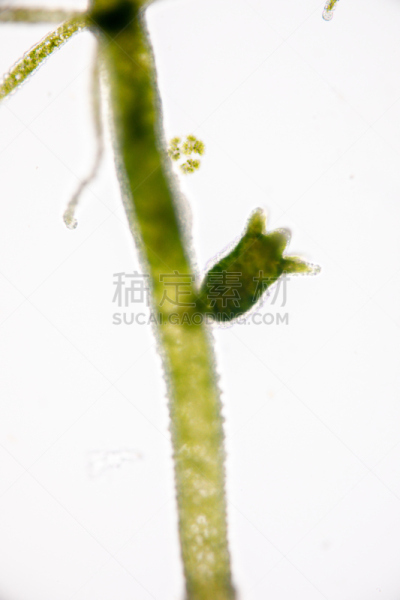 刺胞动物,水熄虫,水蛭,动物,小的,清新,水彩画颜料,教室,显微镜,垂直画幅