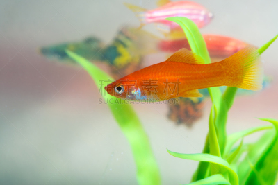 水下,植物,水族馆,新生活,鲑,小的,鱼缸,绿色,自然,水