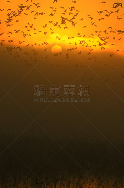 黎明,湿地,环境,云,水面,自然美,宫城县栗原市,鸟类,丘陵鹅,湖