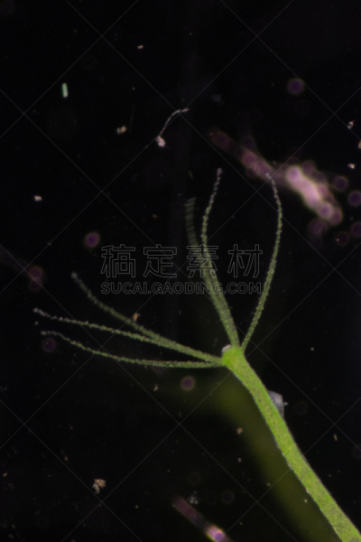刺胞动物,水熄虫,水蛭,动物,小的,清新,水彩画颜料,教室,显微镜,垂直画幅