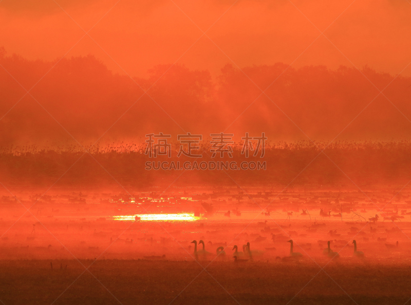 早晨,izunuma,水,天空,水平画幅,无人,鸟类,野外动物,沼泽,户外