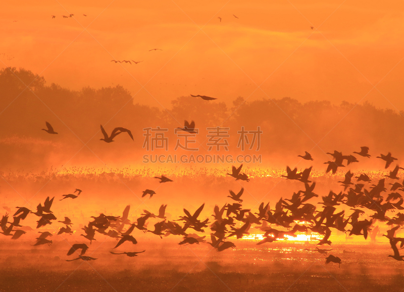 早晨,izunuma,水,天空,水平画幅,无人,鸟类,野外动物,沼泽,户外
